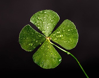 4 leaf clover